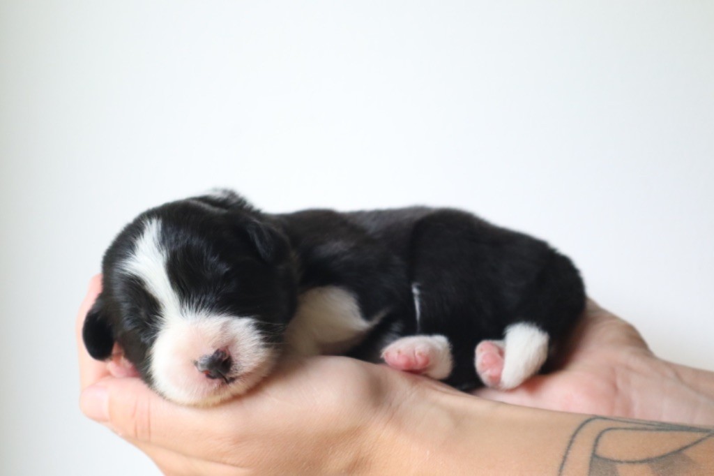 Andrea Corre - Chiots disponibles - Border Collie
