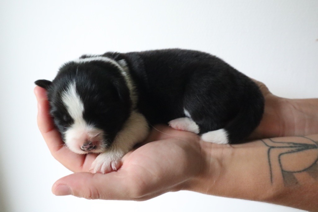 Andrea Corre - Chiots disponibles - Border Collie