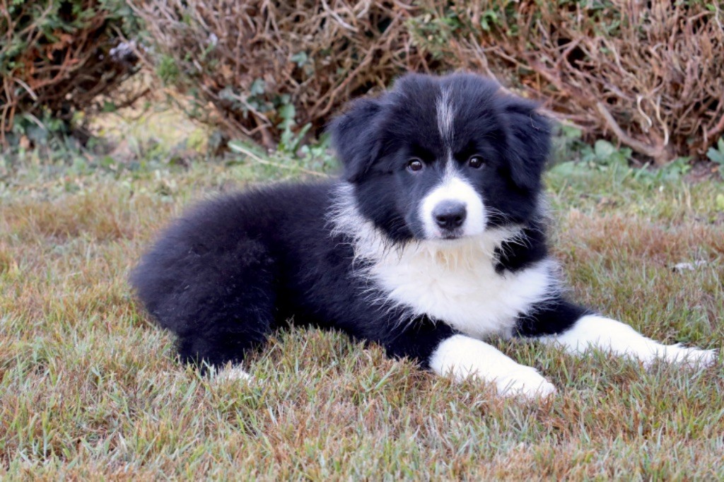 Andrea Corre - Chiots disponibles - Border Collie