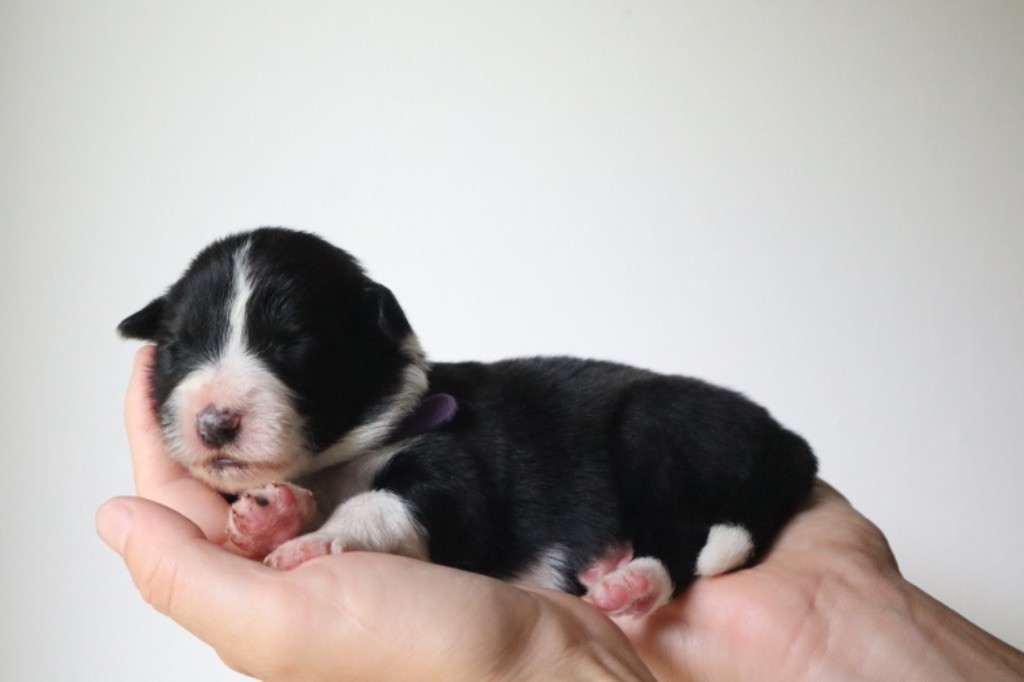 Andrea Corre - Chiots disponibles - Border Collie