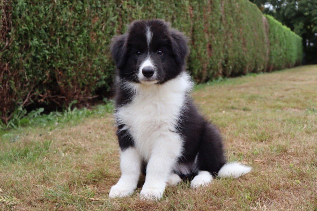 Aslan