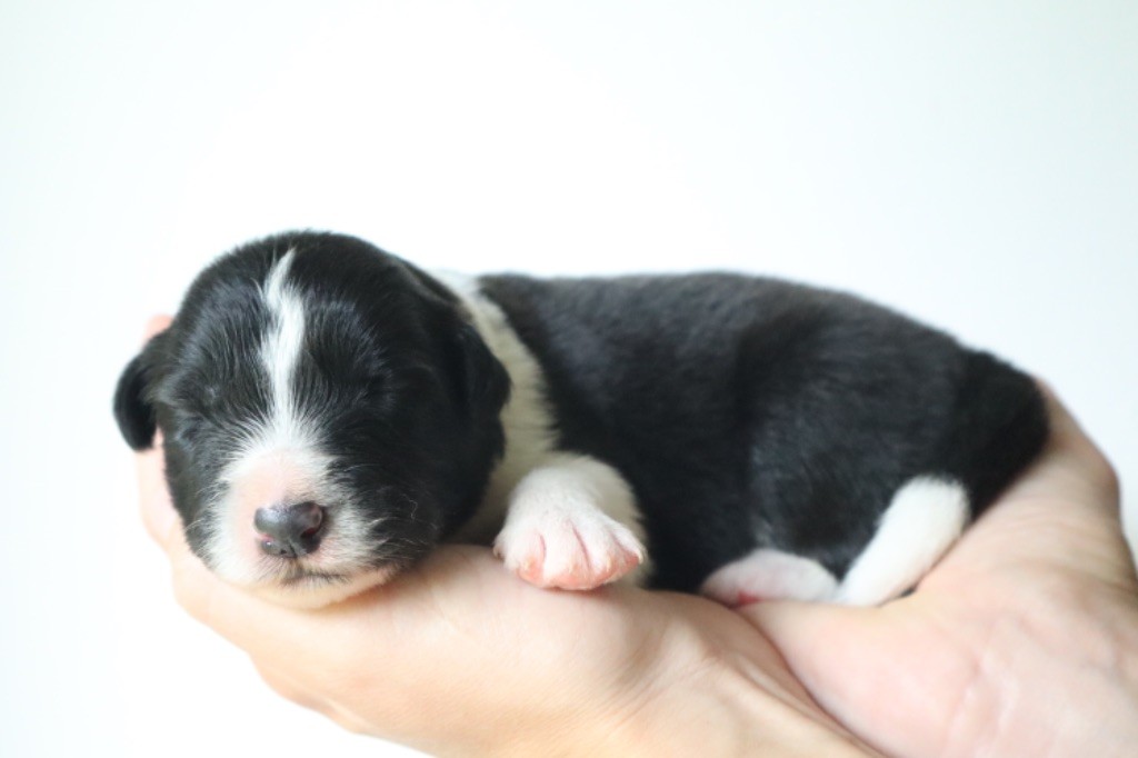 Andrea Corre - Chiots disponibles - Border Collie