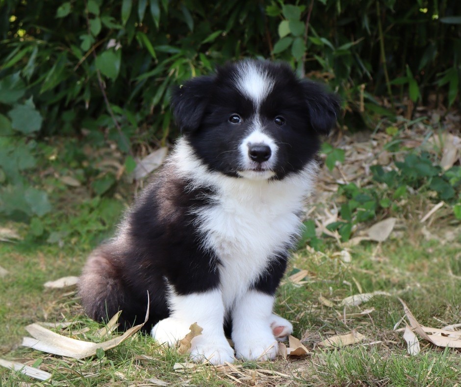 Andrea Corre - Chiots disponibles - Border Collie