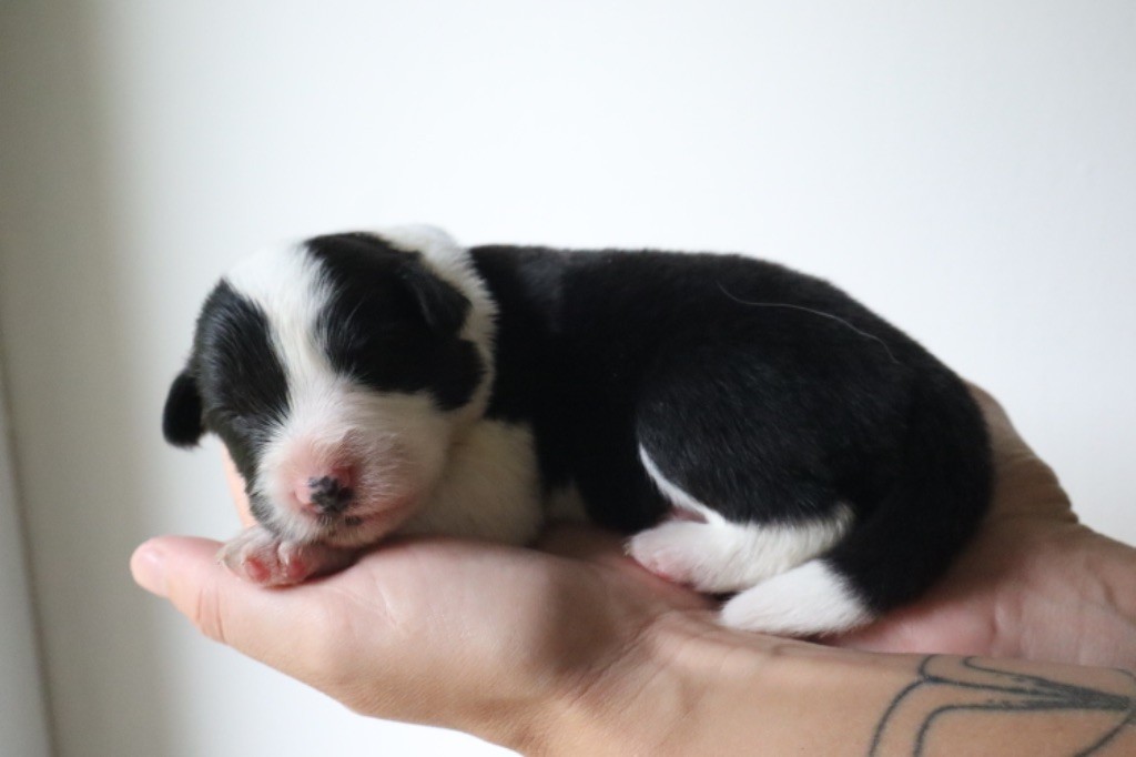 Andrea Corre - Chiots disponibles - Border Collie
