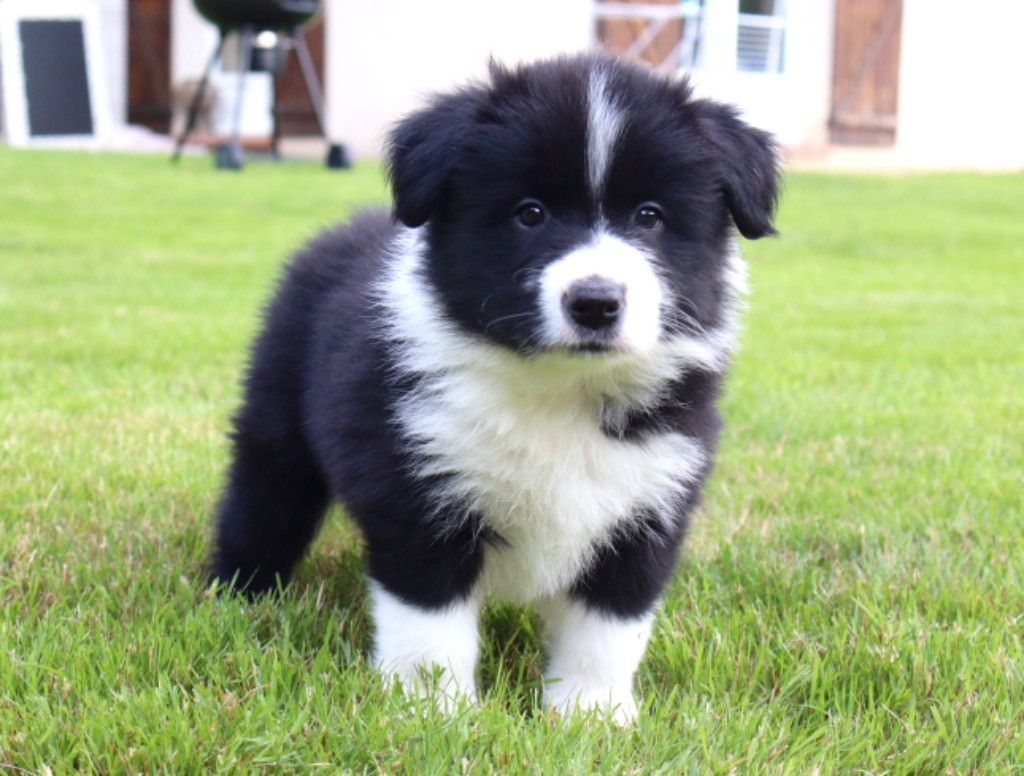 Andrea Corre - Chiots disponibles - Border Collie