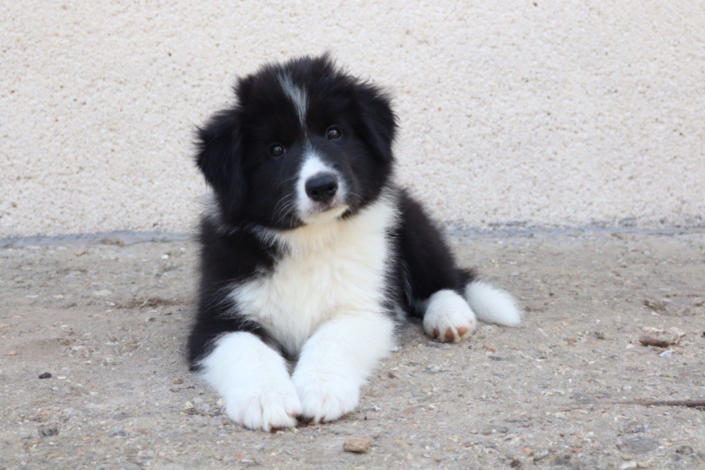 Andrea Corre - Chiots disponibles - Border Collie