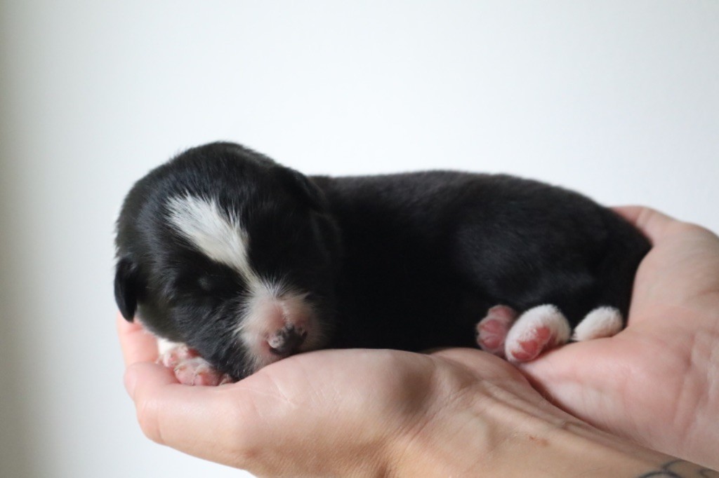 Andrea Corre - Chiots disponibles - Border Collie